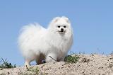 SPITZ ALLEMAND 173
